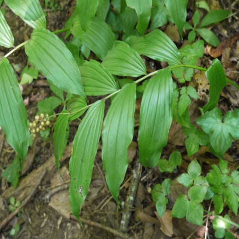 Solomon's Seal for sales