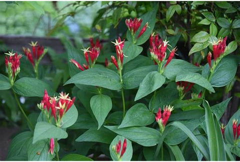 Spigelia Marilandica for sales