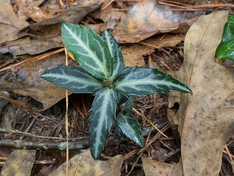 Spotted Wintergreen for sales