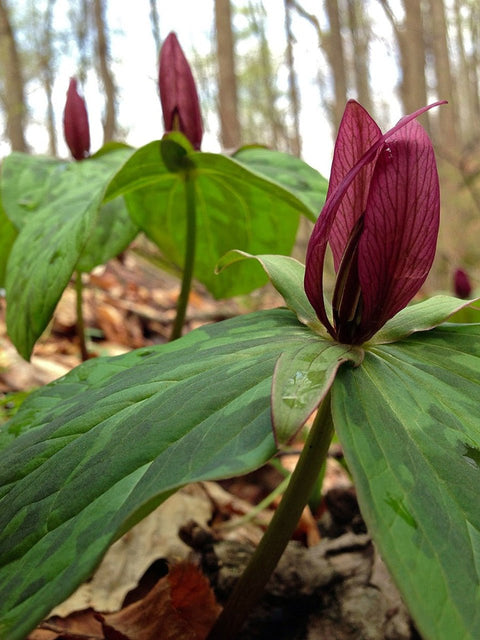 Toadshade Trillium for sales