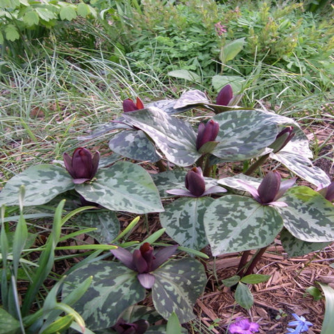 Toadshade Trillium for sales