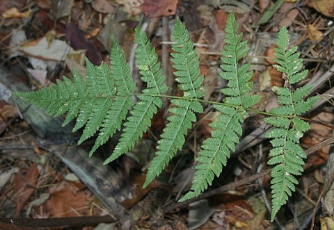 Toothed Wood Fern for sales