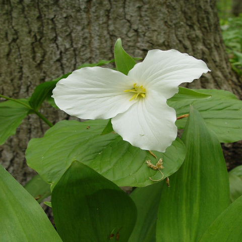 Trillium Grandiflorum for sales