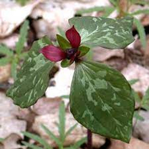 Trillium Recurvatum for sales