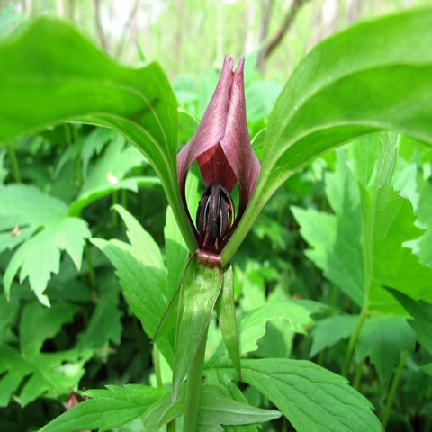 Trillium Recurvatum for sales