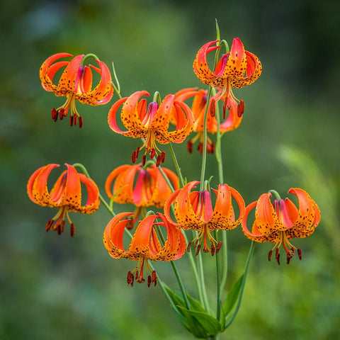 Turk's Cap Lily for sales