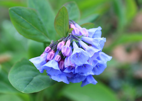 Virginia Bluebells for sales
