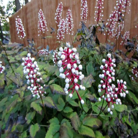 White Baneberry for sales