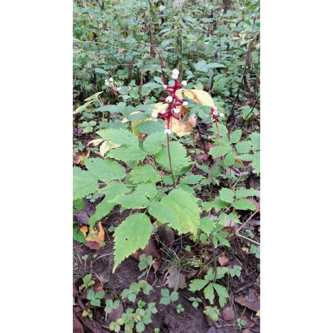 White Baneberry for sales