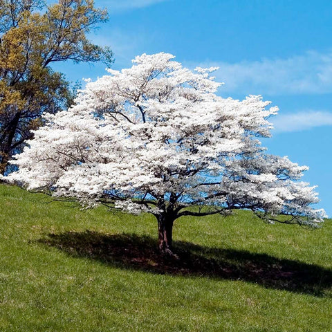 White Dogwood for sales