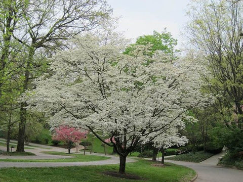 White Dogwood for sales