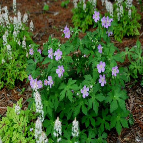 Wild Geranium for sales