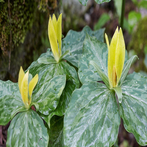 Yellow Toadshade Trillium for sales