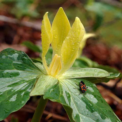 Yellow Toadshade Trillium for sales