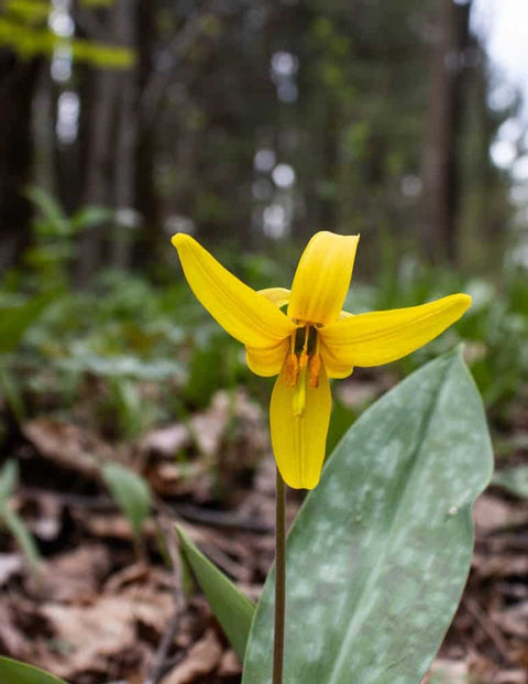 Yellow Trout Lily for sales