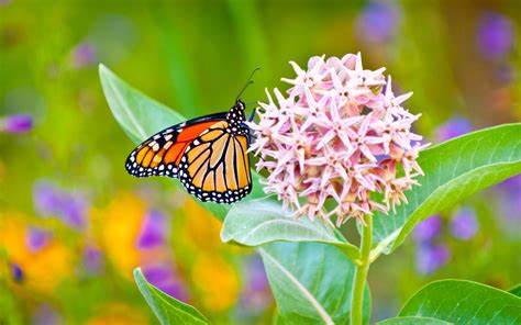 Milkweed pollinator