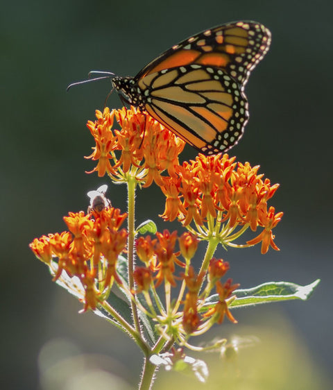 3 Best Flower for Attracting Pollinators