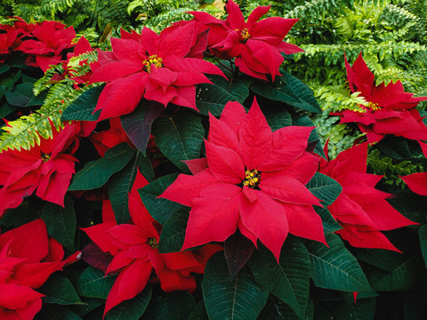 Caring for Poinsettias: Tips for a Festive and Flourishing Holiday Plant - Nance Plants