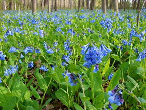 Falling for Virginia Bluebells