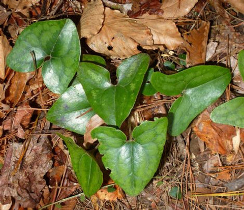 Growing Evergreen Ginger