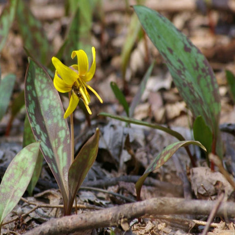 The Surprising Benefit of Using Native Plants in Your Garden