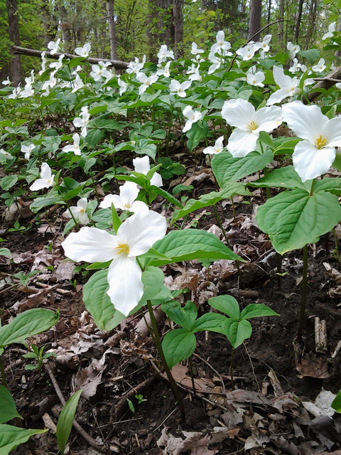 Native plants, white trillium