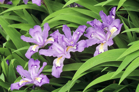 Blue & Purple Flowering Perennials