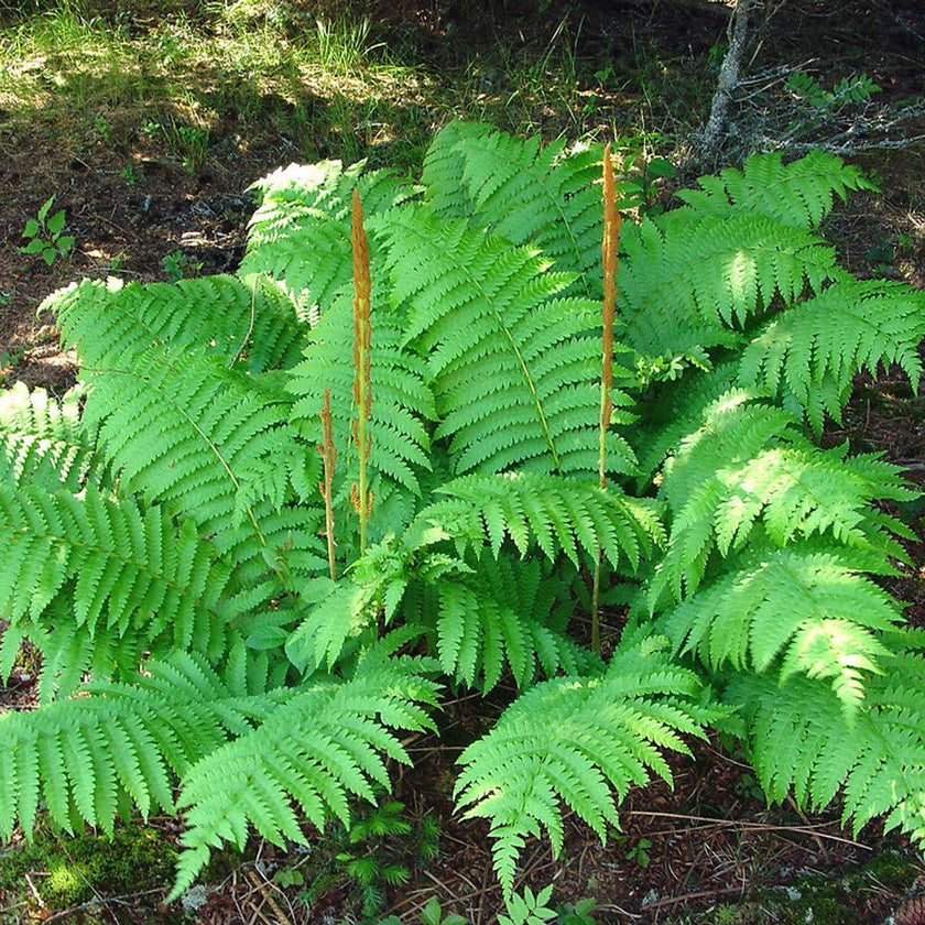 Native Plants For Sale | Native Garden Plants