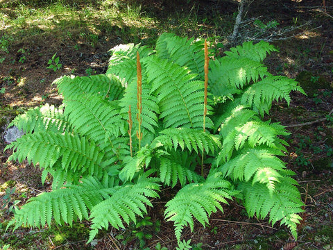 Native Ferns - Nance Plants