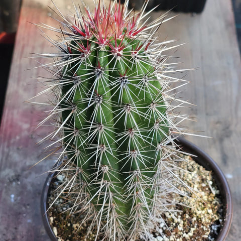 Pachycereus Pringlei