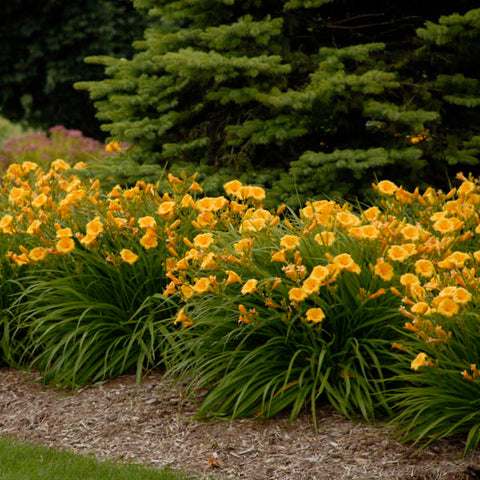 Yellow daylily