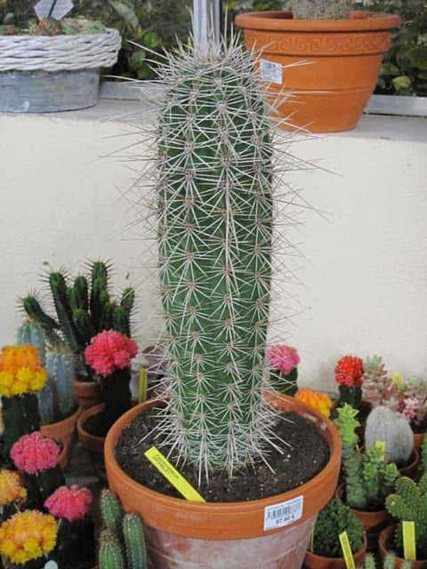 Pachycereus Pringlei