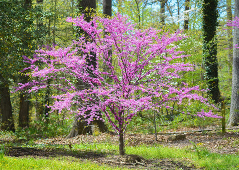 Redbud