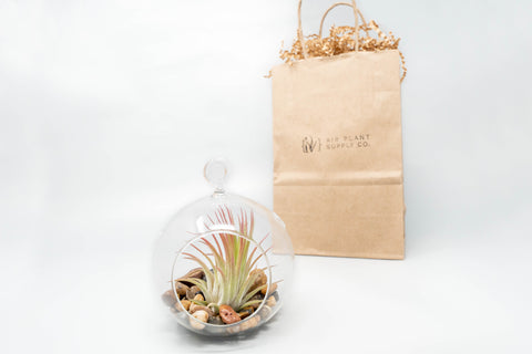 Gift Wrapped Terrarium Kits with Tillandsia Air Plants