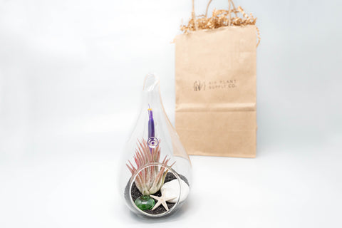 Gift Wrapped Terrarium Kits with Tillandsia Air Plants