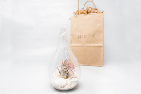 Gift Wrapped Terrarium Kits with Tillandsia Air Plants