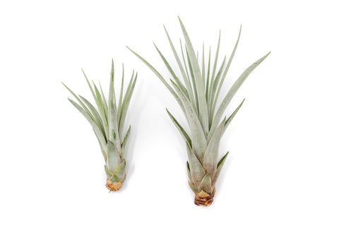 SALE - Large Tillandsia Fasciculata Tricolor Air Plants - Set of 5 or 10 - 50% Off