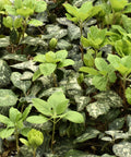 Allegheny Spurge