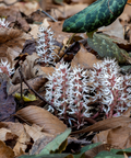 Allegheny Spurge Pachysandra