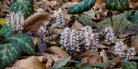 Allegheny Spurge Pachysandra