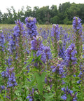 Blue cardinal flower