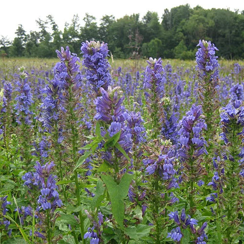 Blue cardinal flower