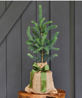 Small potted tree in a burlap sack with a green ribbon against a dark wooden panel background