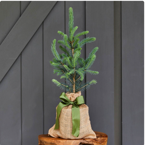Small potted tree in a burlap sack with a green ribbon against a dark wooden panel background