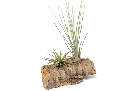 Small Tabletop Cork Bark Display with 2 Tillandsia Air Plants