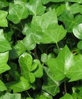 English Ivy