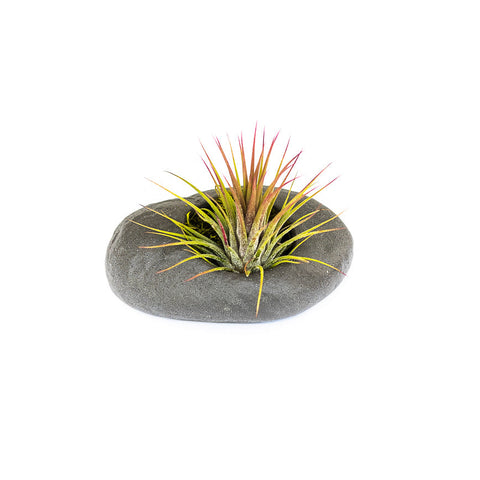 Sets of 3, 6 or 9 Gray Ceramic Stone Tillandsia Air Plant Holder