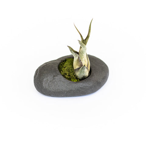 Sets of 3, 6 or 9 Gray Ceramic Stone Tillandsia Air Plant Holder