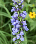 Blue Lobelia