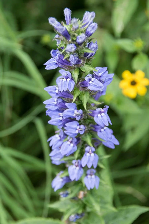 Blue Lobelia